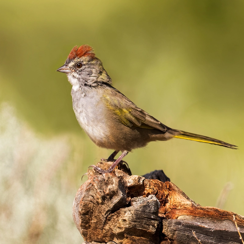 Green-tailed Towhee