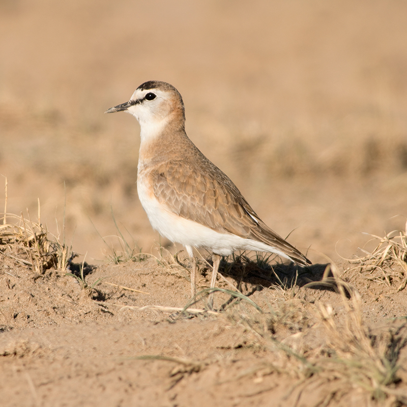 Mountain Plover