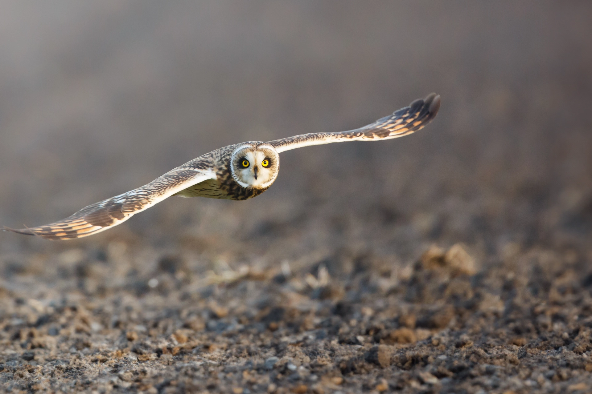 Short-eared Owl in flight