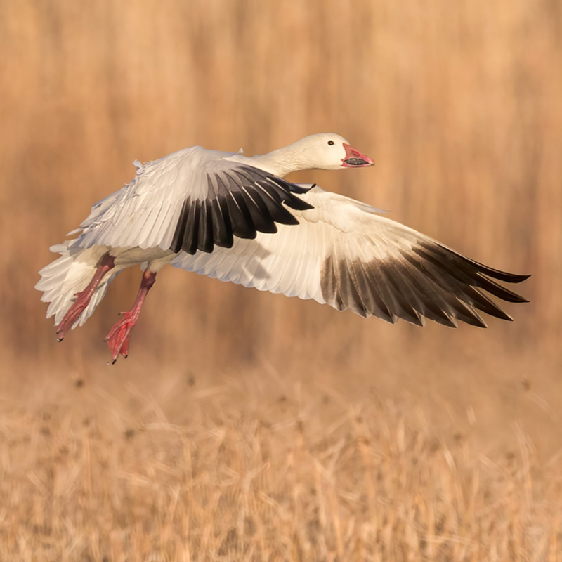 Snow Goose