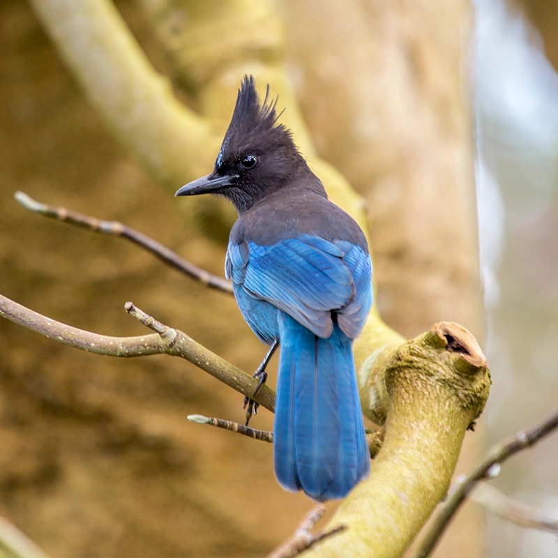 Stellar's Jay