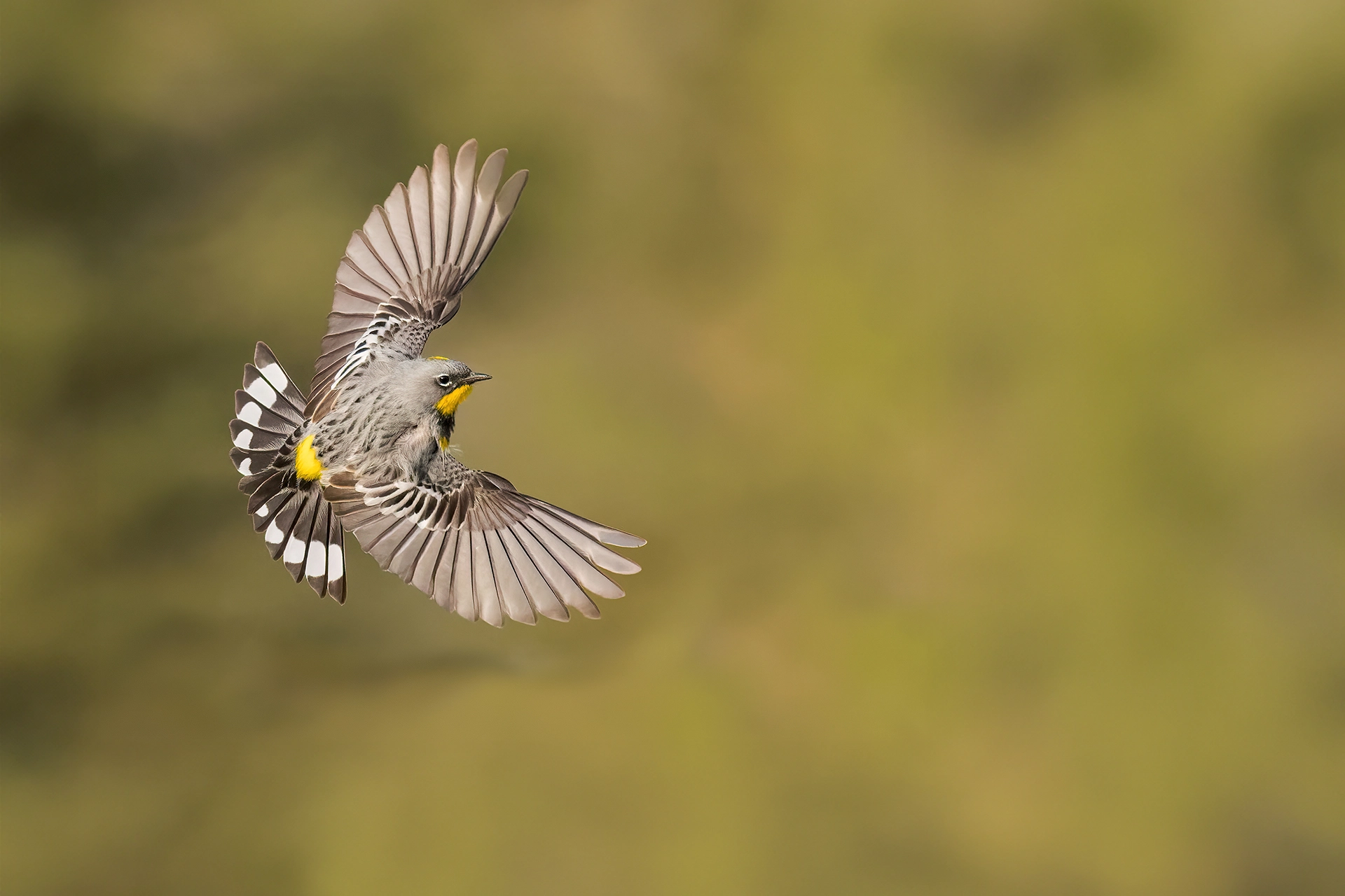 Yellow-rumped Warbler in flight