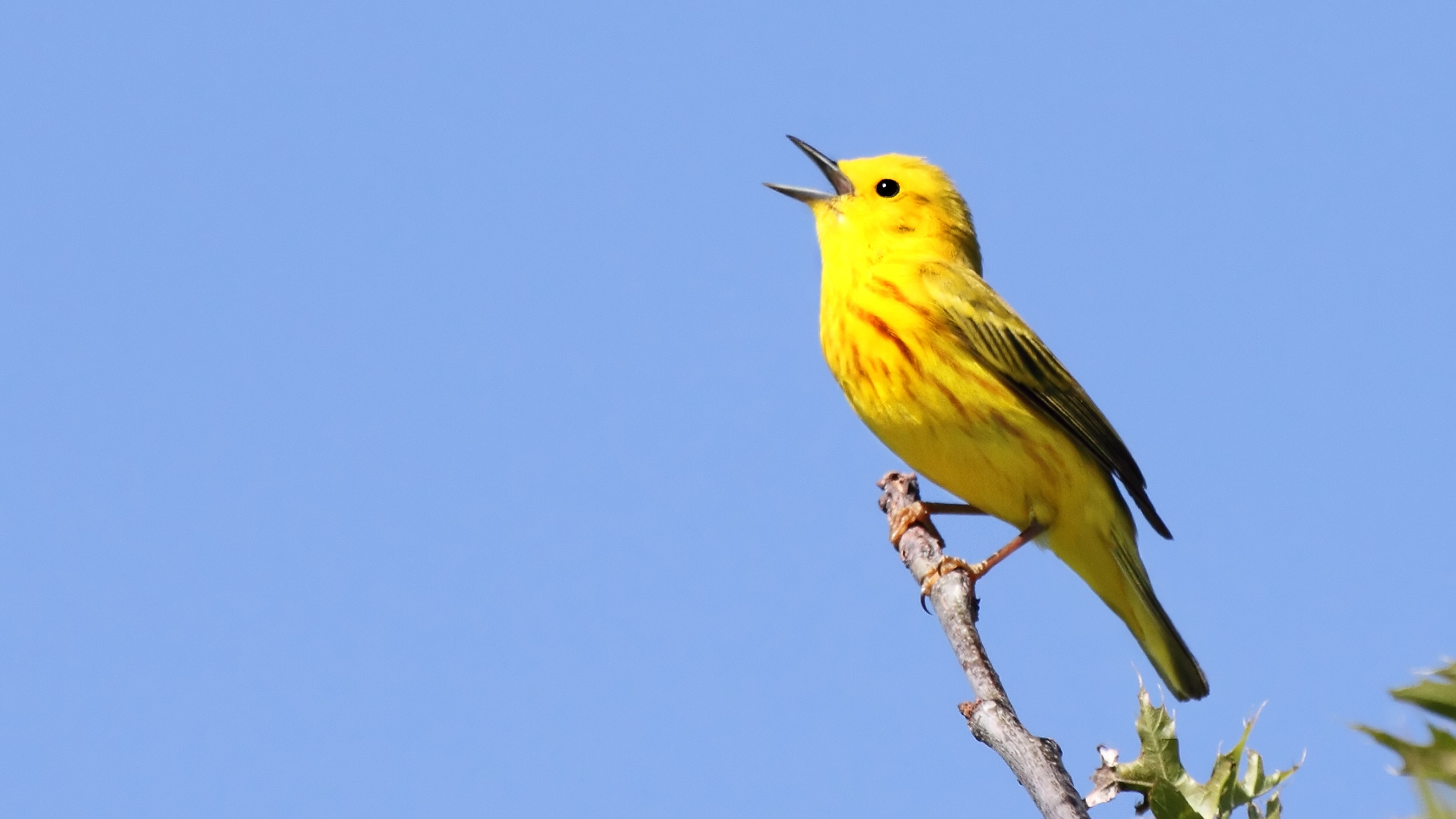 Yellow Warbler