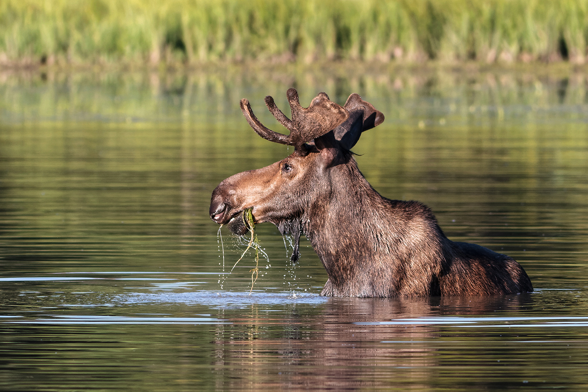 Moose grazing in a pond