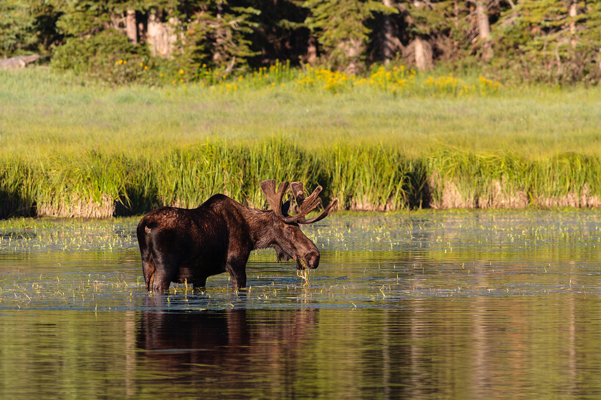 Moose standing in a pond