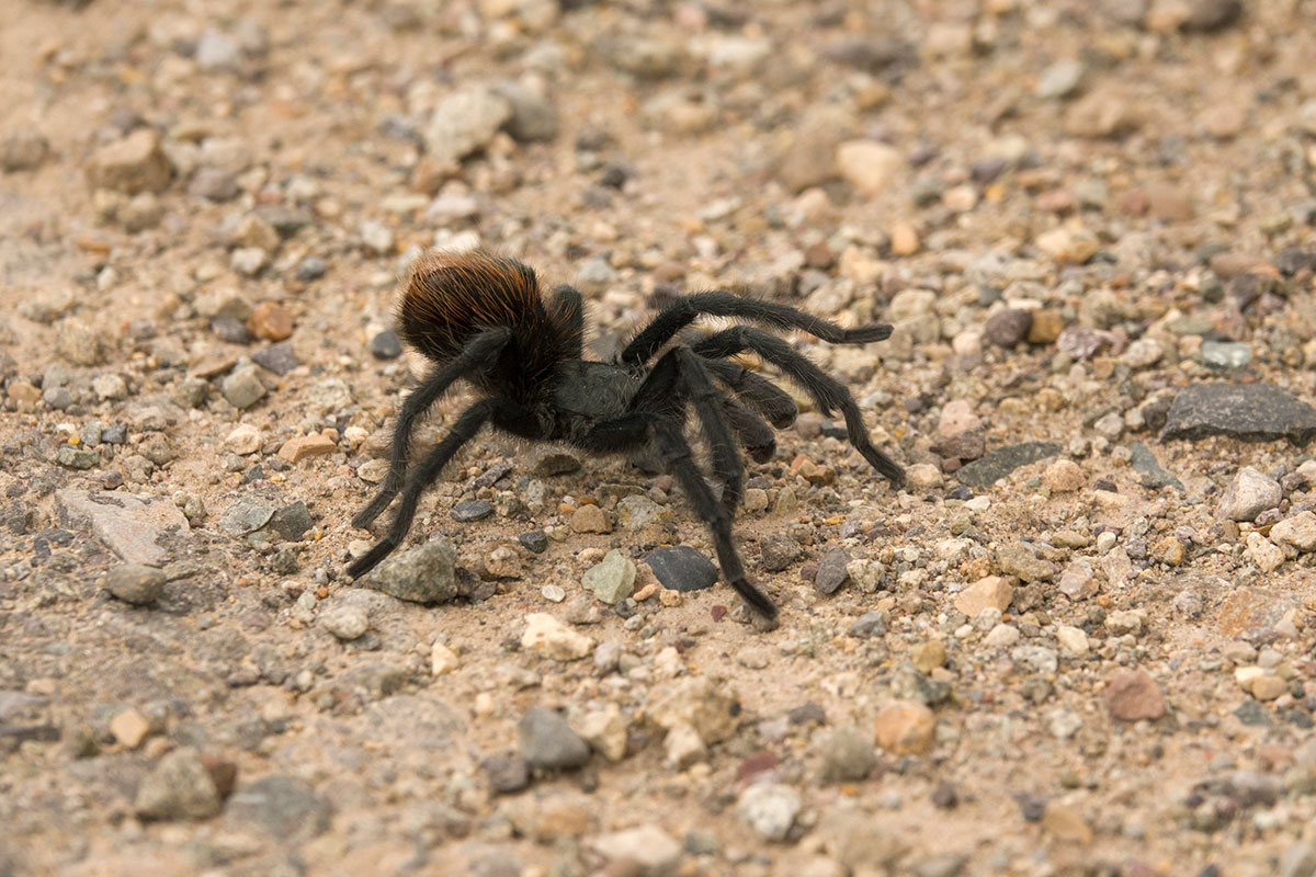 Oklahoma Brown Tarantula