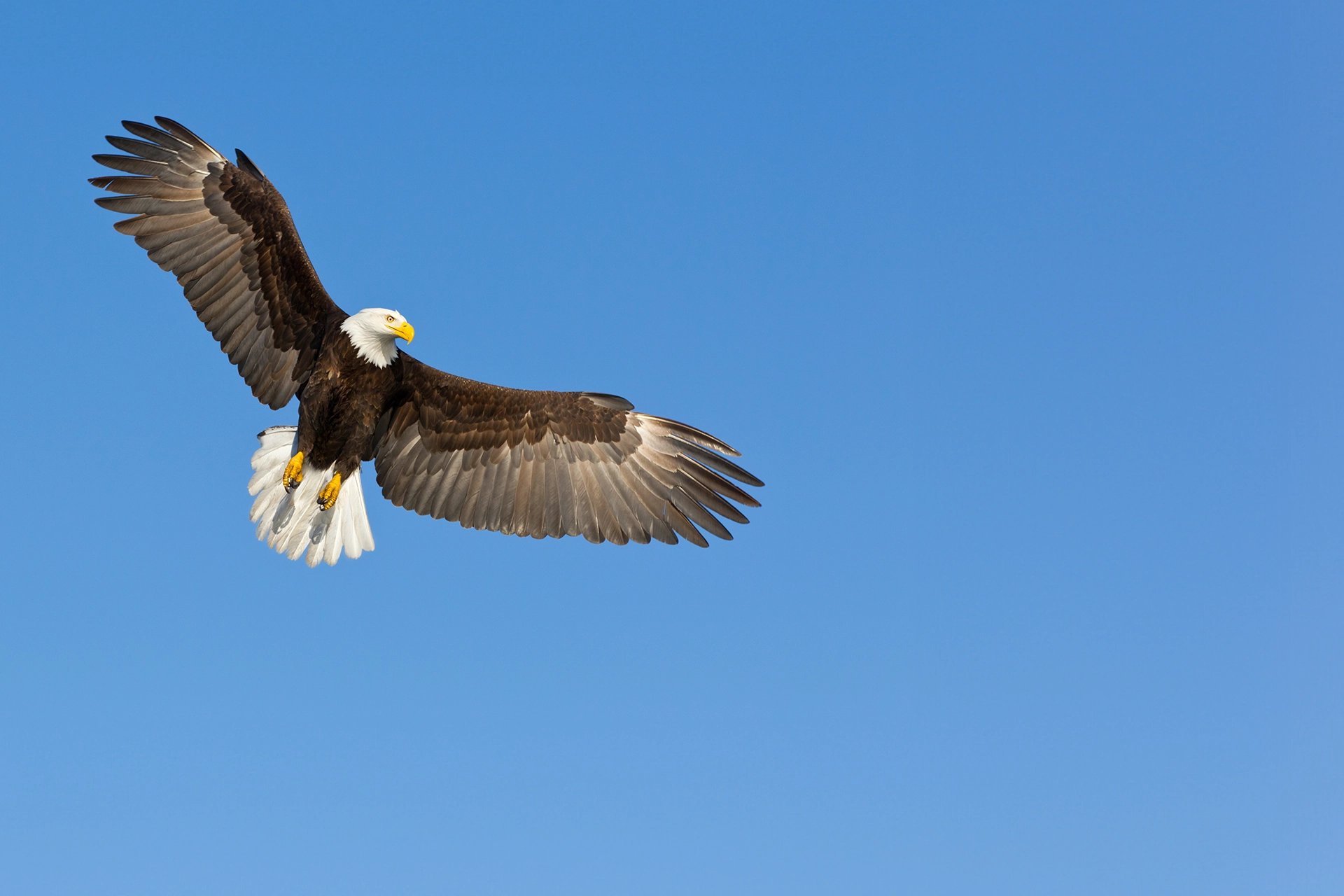 Greater Sage-Grouse in flight