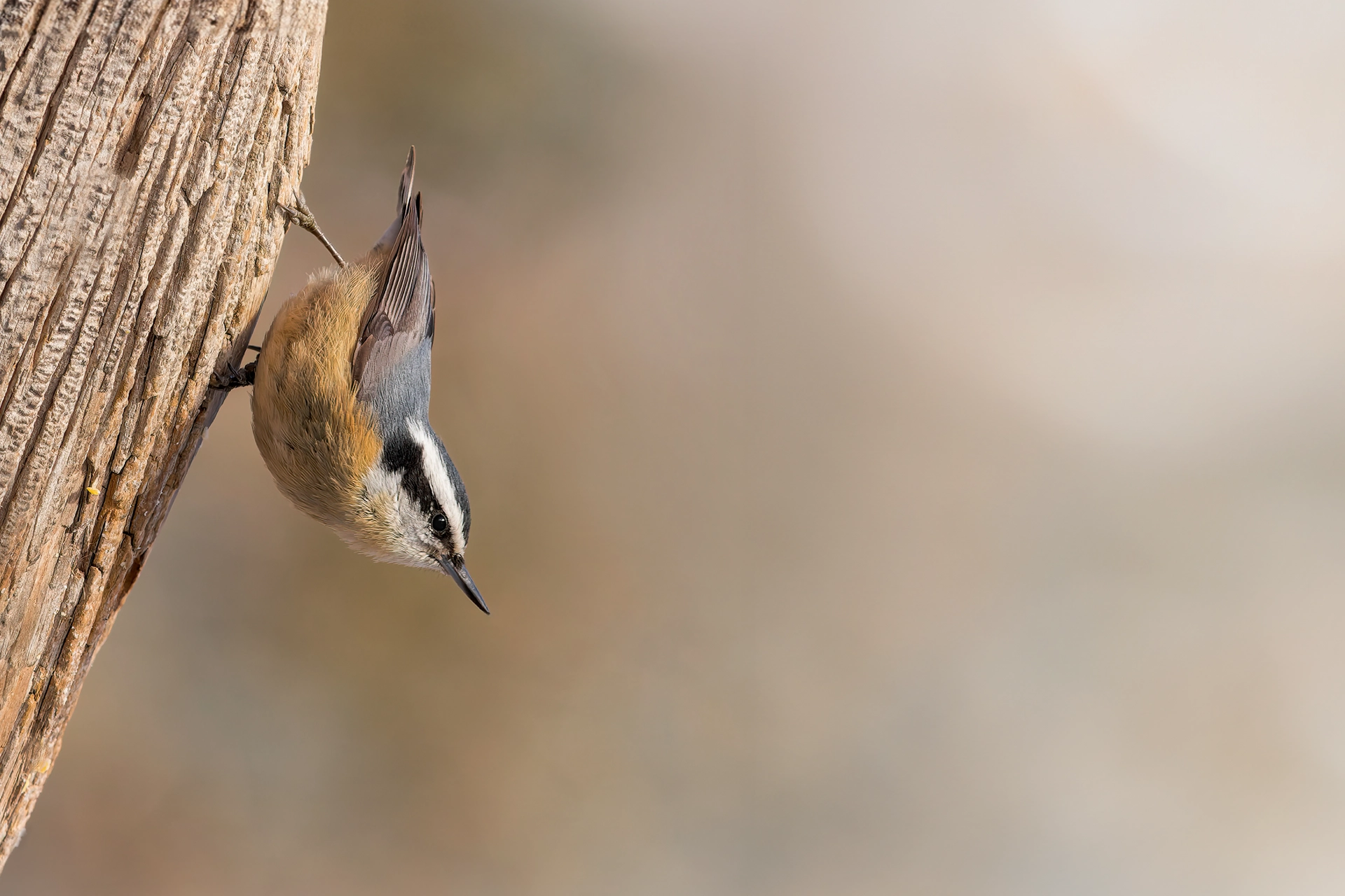 Yellow-rumped Warbler in flight