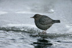 American Dipper