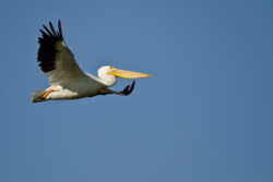 American White Pelican