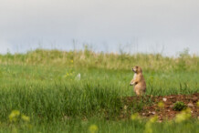 Black-tailed Prairie Dog