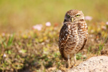 Burrowing Owl