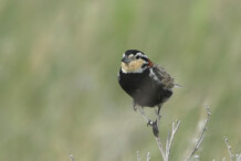 Chestnut-collared Longspur Chestnut-collared Longspur