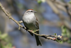 Chipping Sparrow