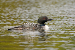 Common Loon