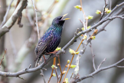 European Starling