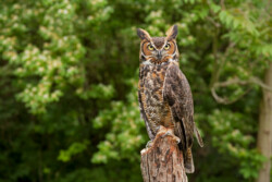 Great Horned Owl