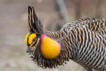 Greater Prairie-Chicken