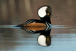 Hooded Merganser