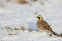 Horned Lark Horned Lark