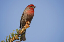 House Finch