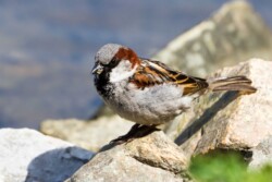 House Sparrow