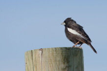 Lark Bunting