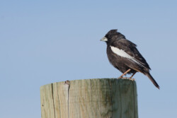 Lark Bunting