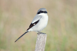 Loggerhead Shrike
