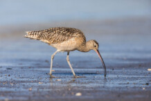 Long-billed Curlew