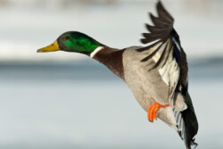 Mallard