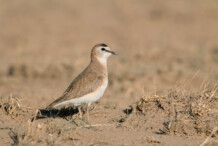 Mountain Plover Mountain Plover