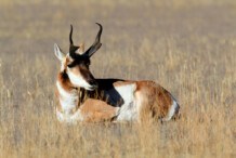 Pronghorn Antelope