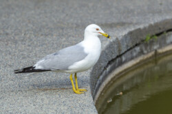 Ring-billed Gull