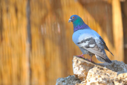 Rock Dove
