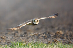 Short-eared Owl