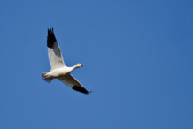 Snow Goose Snow Goose