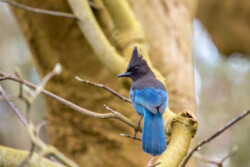 Stellar's Jay