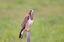 Swainson's Hawk