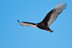 Turkey Vulture