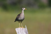 Upland Sandpiper Upland Sandpiper