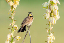 Horned Lark perched on a Yucca