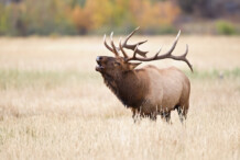 Elk Elk