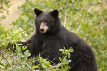 Black Bear Black Bear