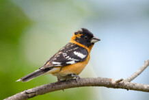 Black-headed Grosbeak Black-headed Grosbeak