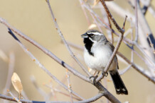 Black-throated Sparrow