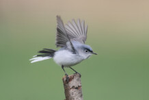 Blue-gray Gnatcatcher Blue-gray Gnatcatcher