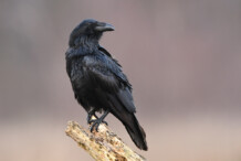 Common Raven Common Raven