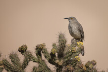 Curve-billed Thrasher perched on Cholla