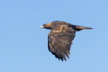 Golden Eagle Golden Eagle